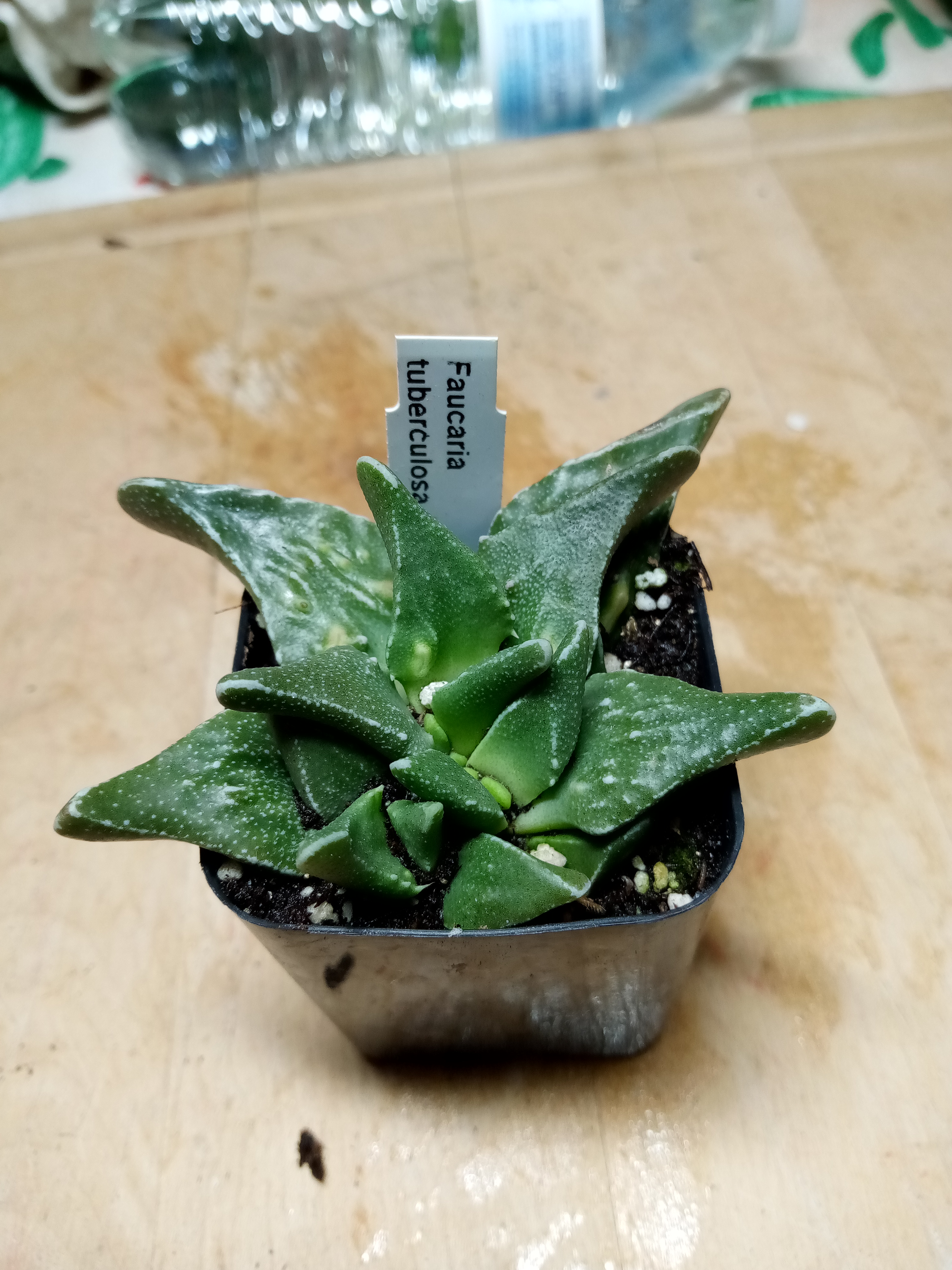 Faucaria tuberculosa.jpg